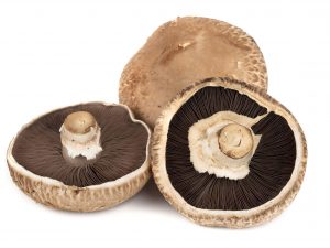 Champignon Portobello