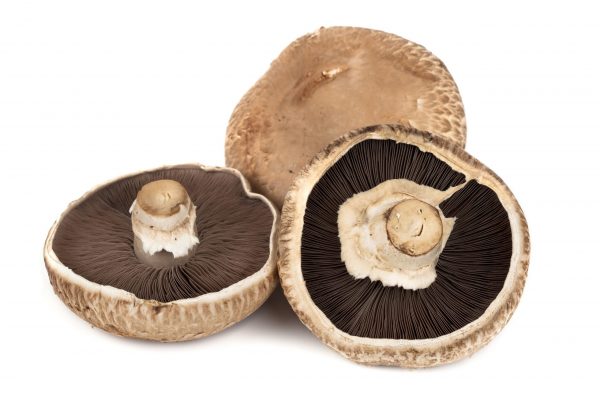 Champignon Portobello